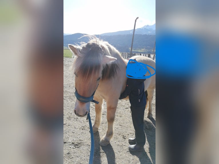 Caballo del fiordo noruego (Fjord) Caballo castrado 15 años 145 cm Bayo in Kematen in Tirol