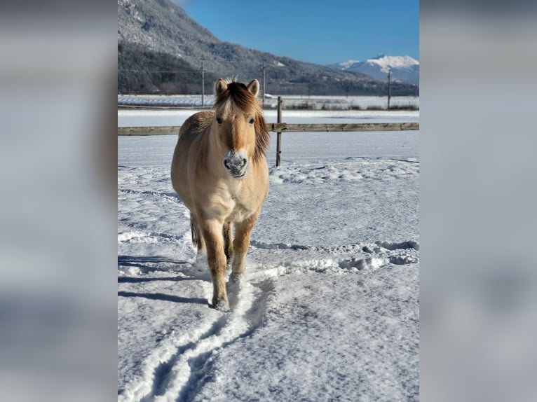 Caballo del fiordo noruego (Fjord) Caballo castrado 15 años 145 cm Bayo in Kematen in Tirol