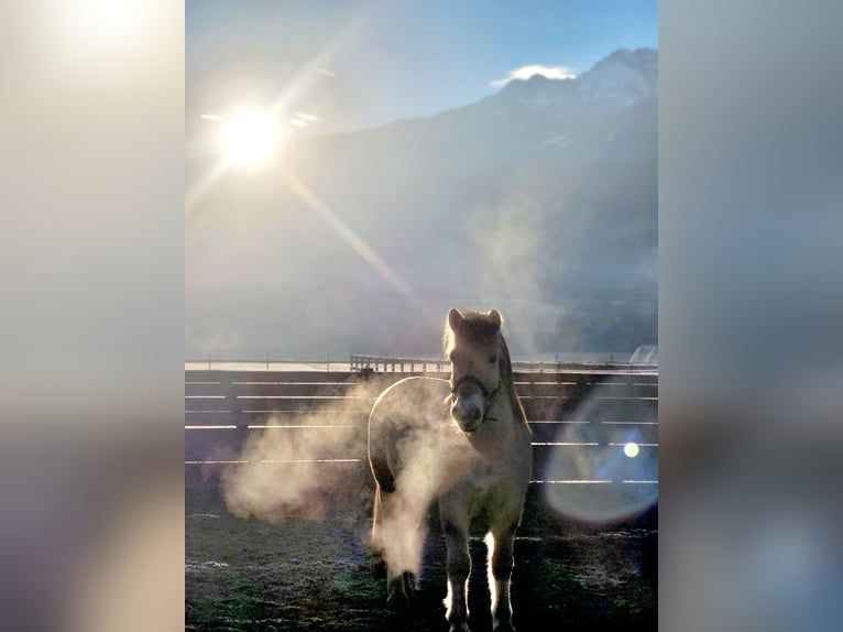 Caballo del fiordo noruego (Fjord) Caballo castrado 15 años 145 cm Bayo in Kematen in Tirol