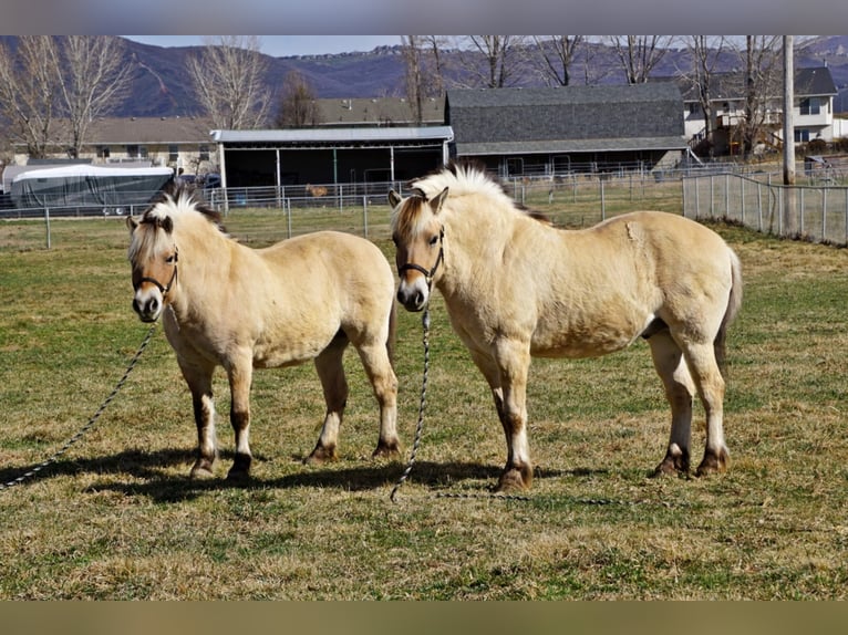 Caballo del fiordo noruego (Fjord) Caballo castrado 15 años 150 cm Buckskin/Bayo in Lehi UT