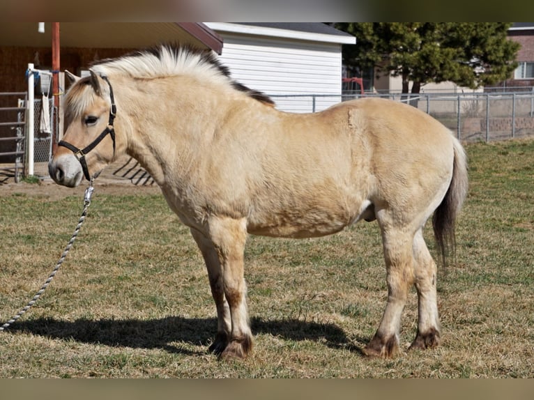 Caballo del fiordo noruego (Fjord) Caballo castrado 15 años 150 cm Buckskin/Bayo in Lehi UT