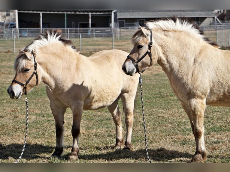 Caballo del fiordo noruego (Fjord) Caballo castrado 15 años 150 cm Buckskin/Bayo in Lehi UT