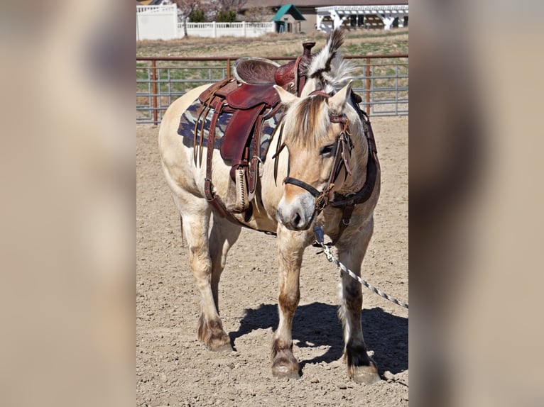 Caballo del fiordo noruego (Fjord) Caballo castrado 15 años 150 cm Buckskin/Bayo in Lehi UT