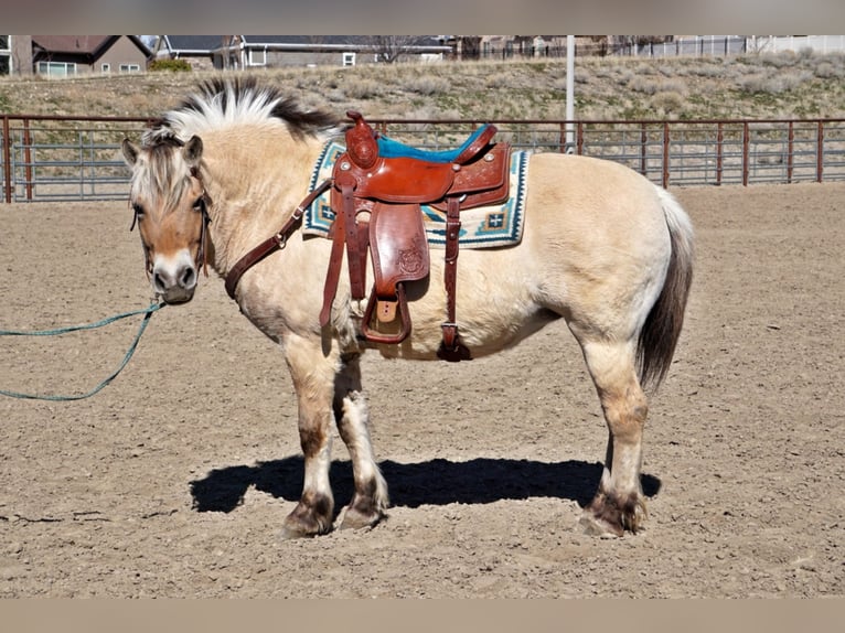 Caballo del fiordo noruego (Fjord) Caballo castrado 15 años 150 cm Buckskin/Bayo in Lehi UT