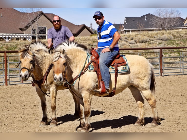 Caballo del fiordo noruego (Fjord) Caballo castrado 15 años 150 cm Buckskin/Bayo in Lehi UT