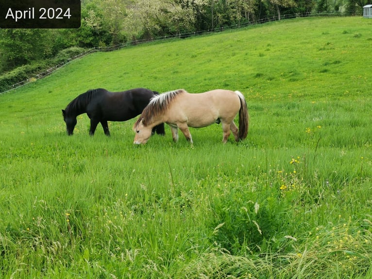 Caballo del fiordo noruego (Fjord) Caballo castrado 16 años 143 cm Bayo in Stiefenhofen