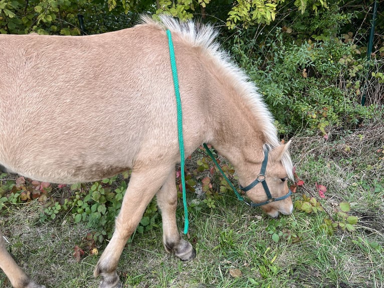 Caballo del fiordo noruego (Fjord) Caballo castrado 1 año 143 cm Bayo in Zwickau