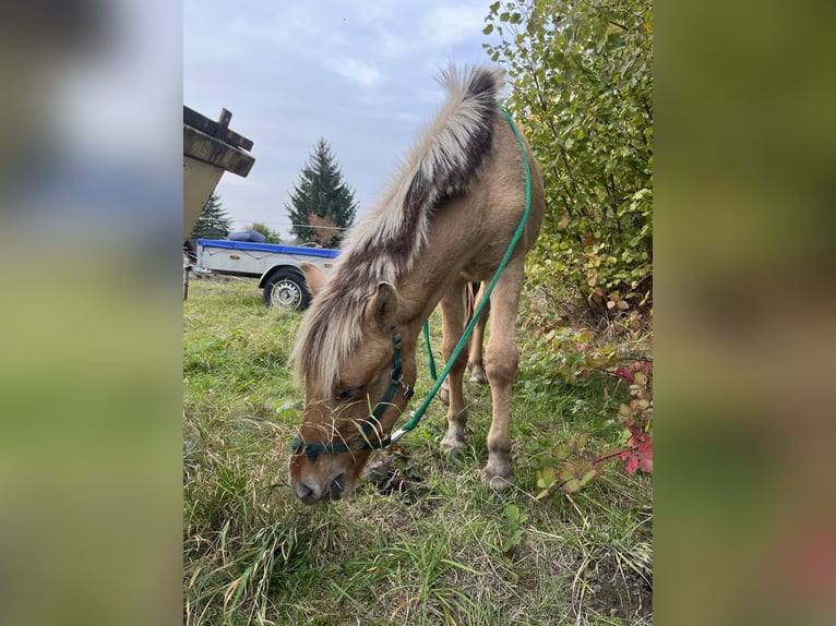 Caballo del fiordo noruego (Fjord) Caballo castrado 1 año 143 cm Bayo in Zwickau