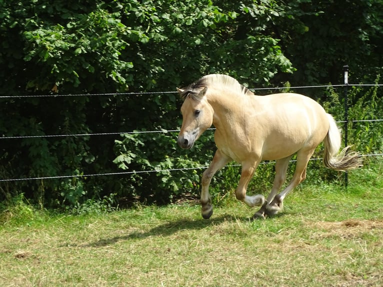 Caballo del fiordo noruego (Fjord) Caballo castrado 2 años 140 cm Bayo in Wittislingen