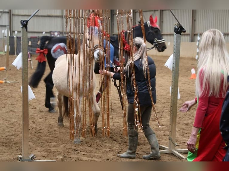 Caballo del fiordo noruego (Fjord) Caballo castrado 2 años 145 cm in Brunssum