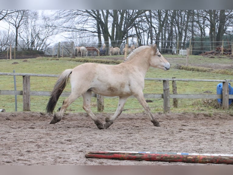 Caballo del fiordo noruego (Fjord) Caballo castrado 2 años 147 cm Bayo in Alt Duvenstedt