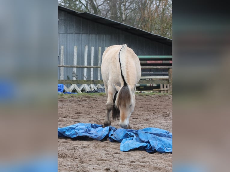 Caballo del fiordo noruego (Fjord) Caballo castrado 2 años 147 cm Bayo in Alt Duvenstedt