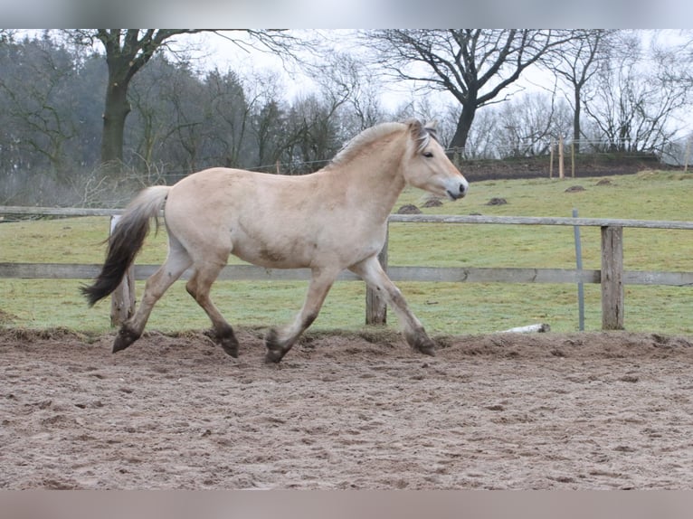 Caballo del fiordo noruego (Fjord) Caballo castrado 2 años 147 cm Bayo in Alt Duvenstedt