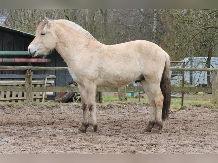 Caballo del fiordo noruego (Fjord) Caballo castrado 2 años 147 cm Bayo in Alt Duvenstedt