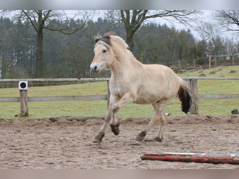 Caballo del fiordo noruego (Fjord) Caballo castrado 2 años 147 cm Bayo in Alt Duvenstedt