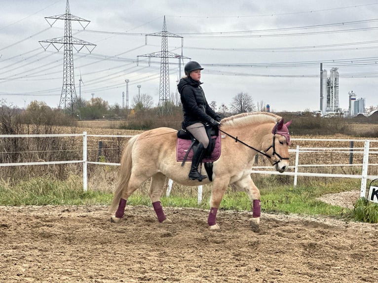 Caballo del fiordo noruego (Fjord) Caballo castrado 3 años 143 cm Bayo in Wandlitz