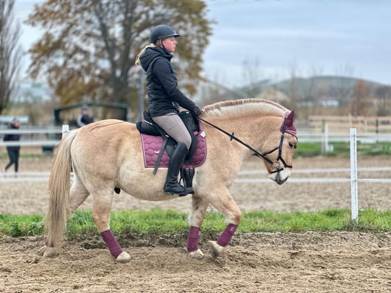 Caballo del fiordo noruego (Fjord) Caballo castrado 3 años 143 cm Bayo in Wandlitz