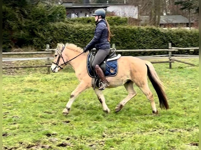 Caballo del fiordo noruego (Fjord) Caballo castrado 3 años 144 cm Buckskin/Bayo in Neustadt (Wied)