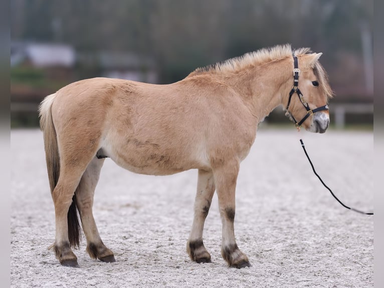 Caballo del fiordo noruego (Fjord) Caballo castrado 3 años 144 cm Buckskin/Bayo in Neustadt (Wied)