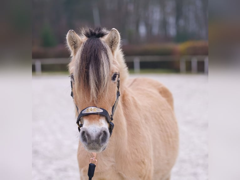 Caballo del fiordo noruego (Fjord) Caballo castrado 3 años 144 cm Buckskin/Bayo in Neustadt (Wied)