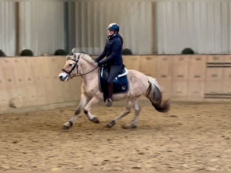 Caballo del fiordo noruego (Fjord) Caballo castrado 3 años 144 cm Buckskin/Bayo in Neustadt (Wied)