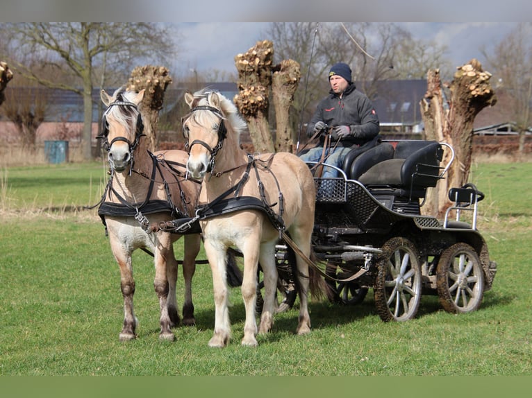 Caballo del fiordo noruego (Fjord) Caballo castrado 3 años 147 cm in Beek en Donk