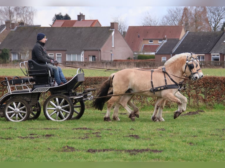 Caballo del fiordo noruego (Fjord) Caballo castrado 3 años 147 cm in Beek en Donk