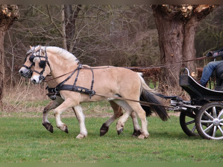 Caballo del fiordo noruego (Fjord) Caballo castrado 3 años 147 cm in Beek en Donk