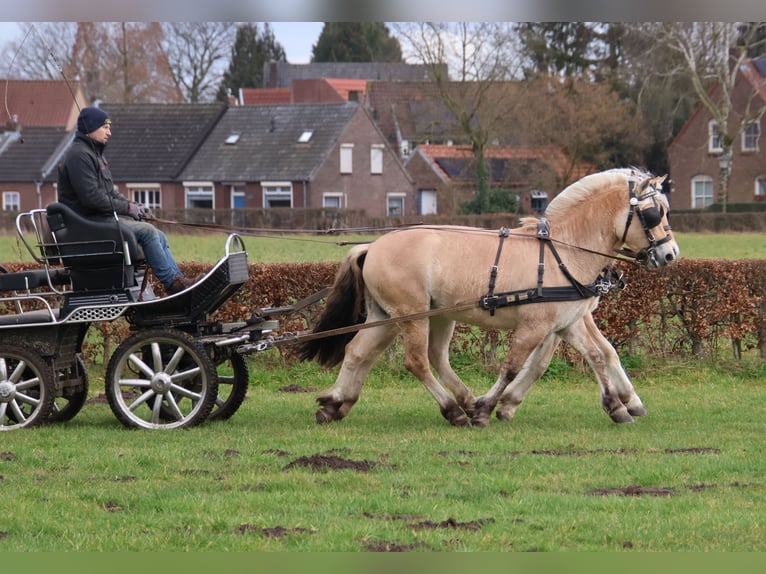 Caballo del fiordo noruego (Fjord) Caballo castrado 3 años 147 cm in Beek en Donk