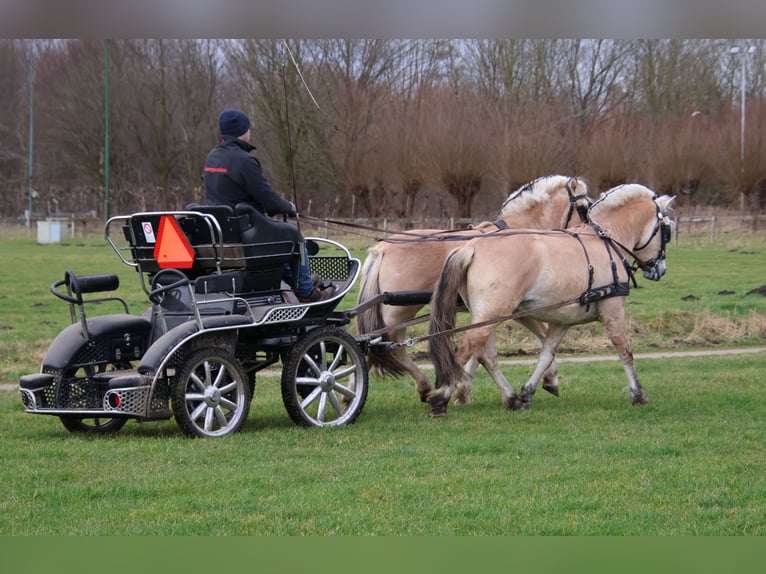 Caballo del fiordo noruego (Fjord) Caballo castrado 3 años 147 cm in Beek en Donk