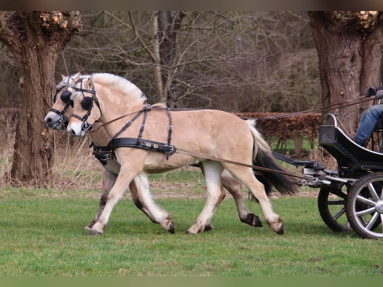 Caballo del fiordo noruego (Fjord) Caballo castrado 3 años 147 cm in Beek en Donk