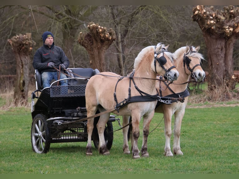 Caballo del fiordo noruego (Fjord) Caballo castrado 3 años 147 cm in Beek en Donk