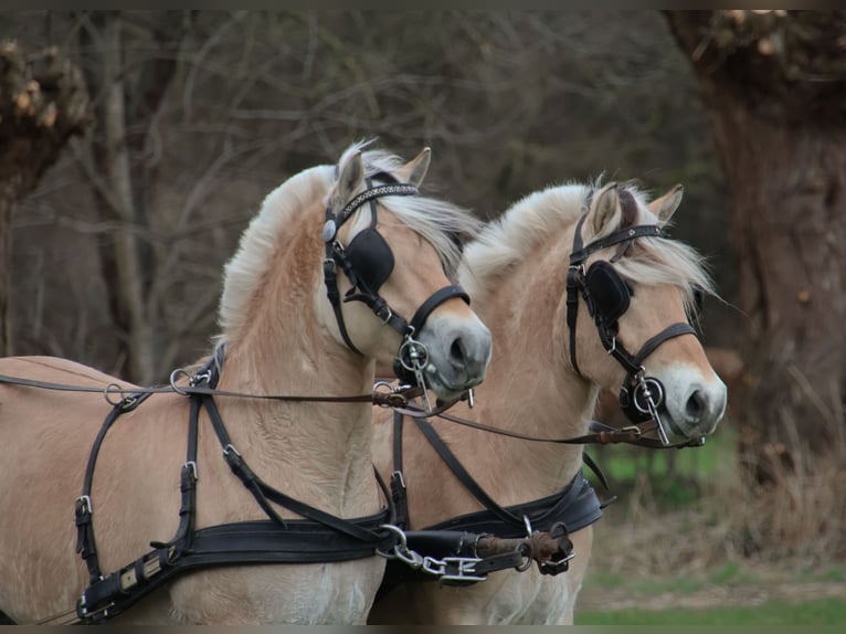 Caballo del fiordo noruego (Fjord) Caballo castrado 3 años 147 cm in Beek en Donk