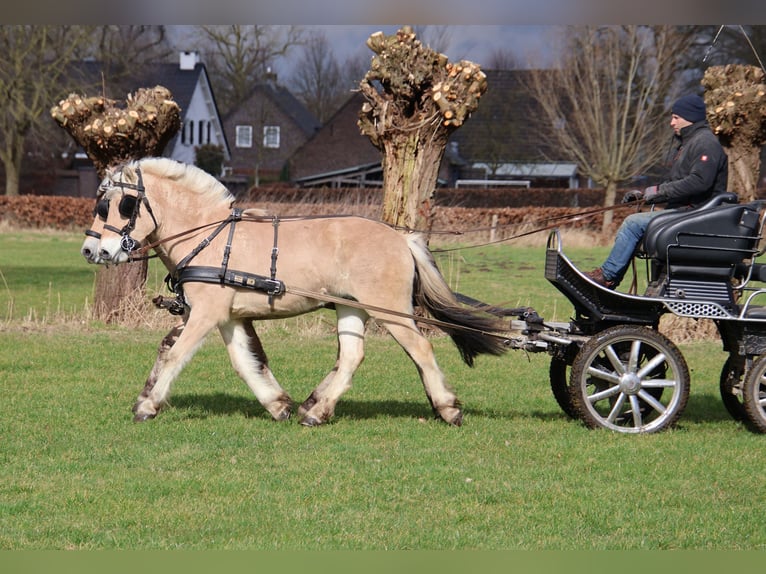 Caballo del fiordo noruego (Fjord) Caballo castrado 3 años 147 cm in Beek en Donk