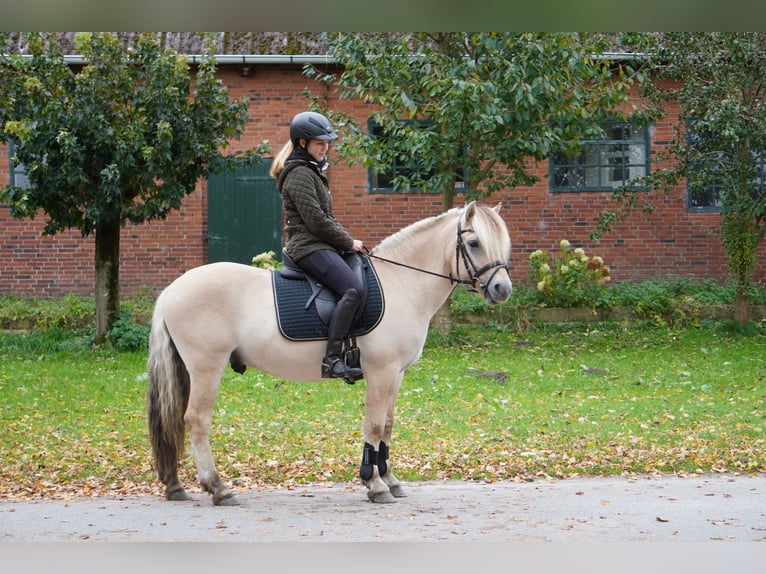 Caballo del fiordo noruego (Fjord) Caballo castrado 4 años 140 cm Bayo in Ellerau