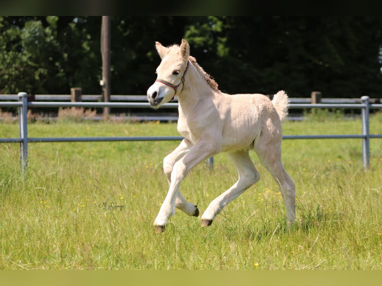 Caballo del fiordo noruego (Fjord) Caballo castrado 4 años 140 cm Bayo in Ellerau