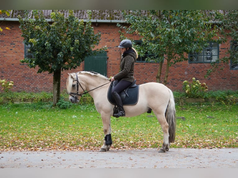 Caballo del fiordo noruego (Fjord) Caballo castrado 4 años 140 cm Bayo in Ellerau