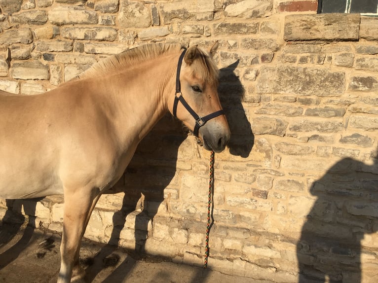 Caballo del fiordo noruego (Fjord) Caballo castrado 4 años 145 cm Bayo in Gerbstedt