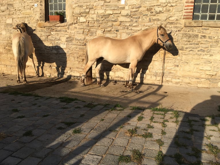 Caballo del fiordo noruego (Fjord) Caballo castrado 4 años 145 cm Bayo in Gerbstedt