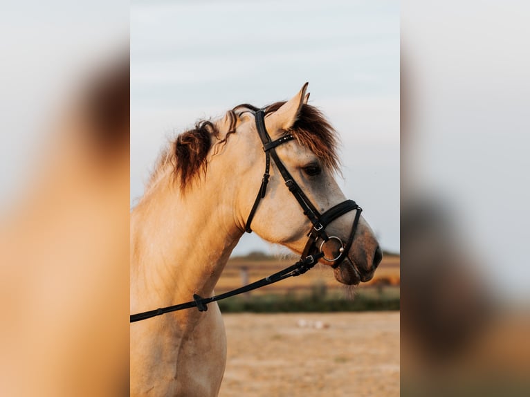 Caballo del fiordo noruego (Fjord) Mestizo Caballo castrado 4 años 153 cm Bayo in Skrzatusz