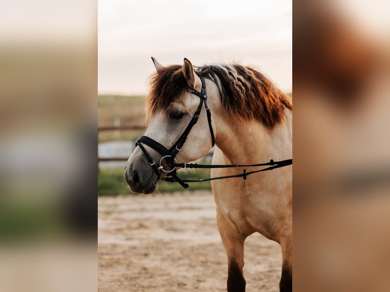 Caballo del fiordo noruego (Fjord) Mestizo Caballo castrado 4 años 153 cm Bayo in Skrzatusz