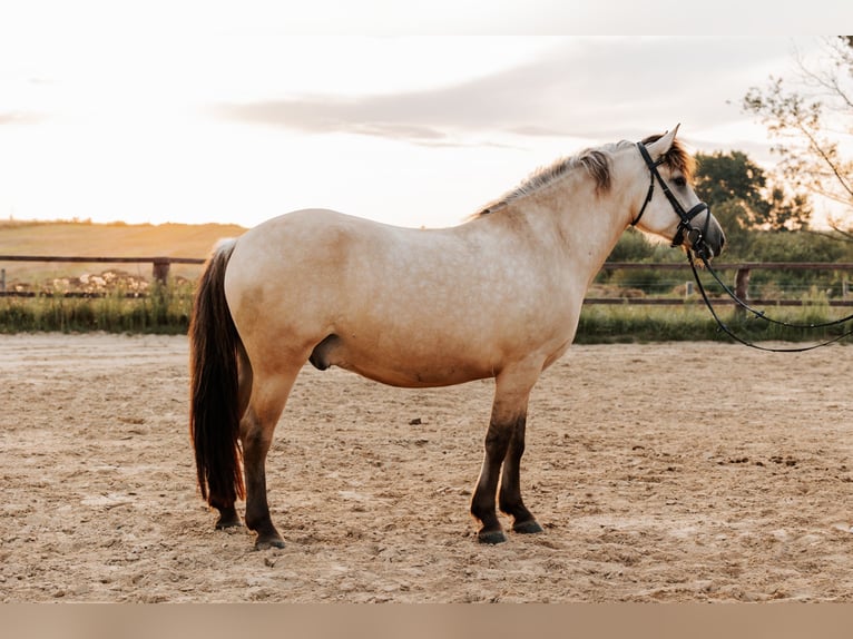 Caballo del fiordo noruego (Fjord) Mestizo Caballo castrado 4 años 153 cm Bayo in Skrzatusz