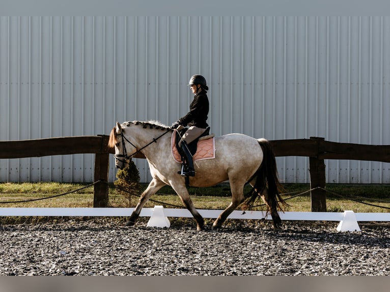 Caballo del fiordo noruego (Fjord) Mestizo Caballo castrado 4 años 154 cm Bayo in Skrzatusz