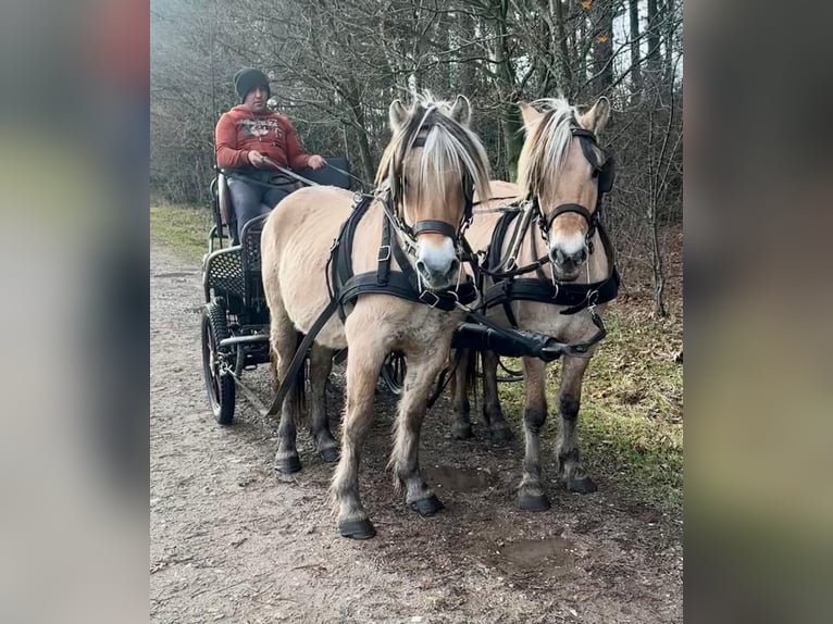 Caballo del fiordo noruego (Fjord) Caballo castrado 5 años 147 cm Bayo in Morsbach