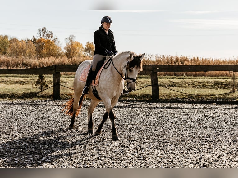 Caballo del fiordo noruego (Fjord) Mestizo Caballo castrado 5 años 154 cm Bayo in Skrzatusz