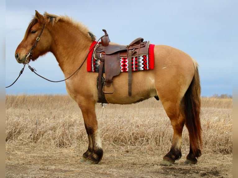 Caballo del fiordo noruego (Fjord) Mestizo Caballo castrado 5 años 160 cm Bayo in Battle Creek, IA