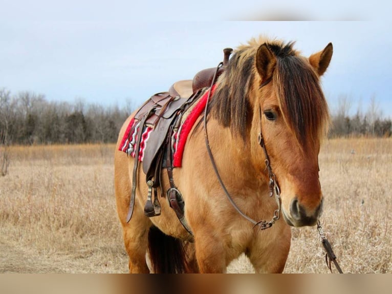 Caballo del fiordo noruego (Fjord) Mestizo Caballo castrado 5 años 160 cm Bayo in Battle Creek, IA