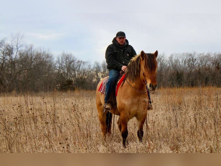 Caballo del fiordo noruego (Fjord) Mestizo Caballo castrado 5 años 160 cm Bayo in Battle Creek, IA