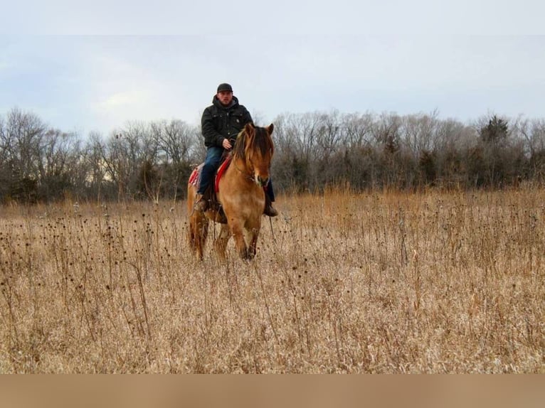 Caballo del fiordo noruego (Fjord) Mestizo Caballo castrado 5 años 160 cm Bayo in Battle Creek, IA