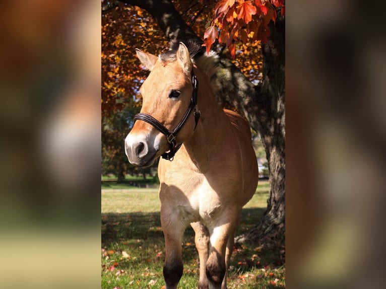 Caballo del fiordo noruego (Fjord) Caballo castrado 6 años 142 cm Palomino in Howell MI